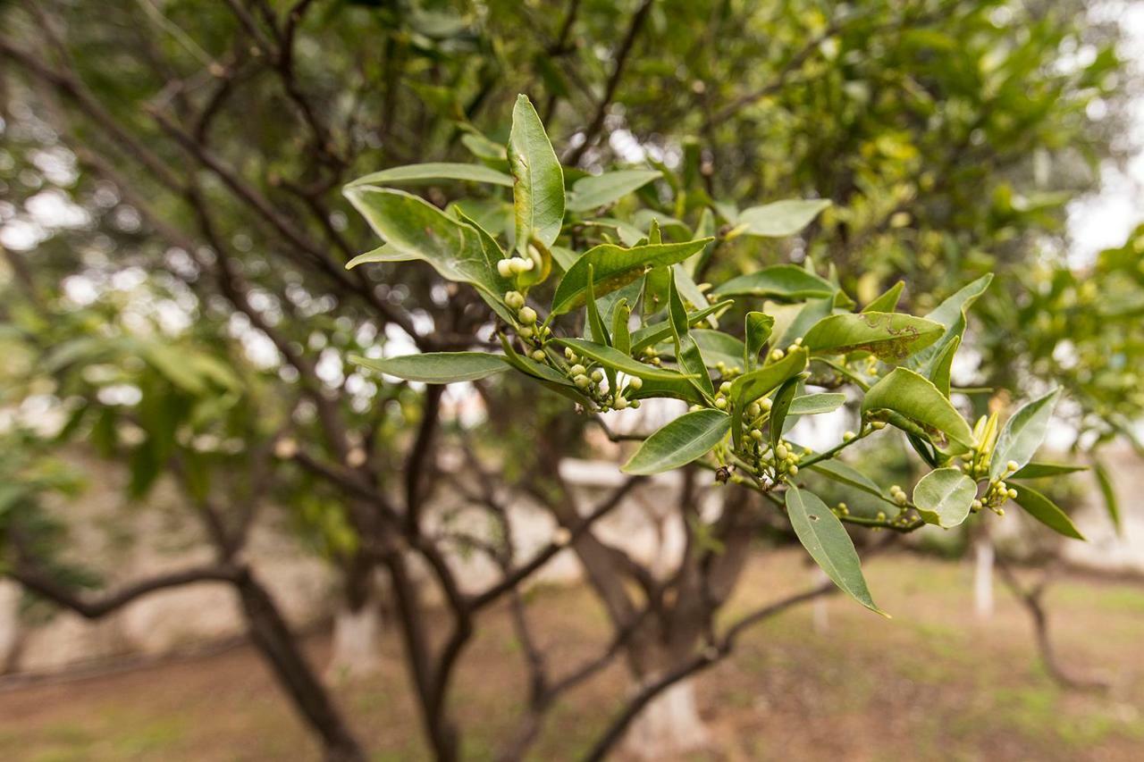 スペツェス Two Olive Treesゲストハウス エクステリア 写真